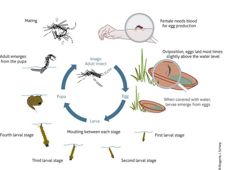 Life Cycle Aedes Aegypti Yellow Fever Mosquito En – Biogents Usa