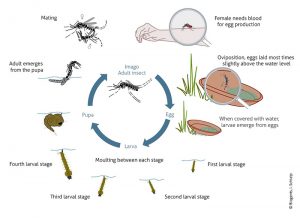 The life cycle of the Asian tiger mosquito and the Yellow fever mosquito are very similar. The eggs are resistant to heat and dryness and are deposited in natural and artificial containers subject to flooding.